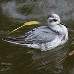 Phalarope à bec large