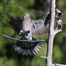 Pigeon à queue barrée