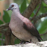 Pigeon de Madagascar