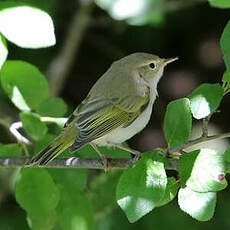 Pouillot de Bonelli