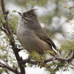 Synallaxe de la Plata