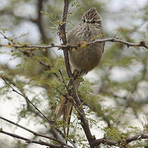Synallaxe de la Plata