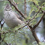 Synallaxe de la Plata