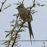 Synallaxe de la Plata