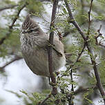Synallaxe de la Plata