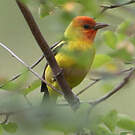 Piranga à tête rouge