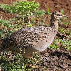 Tinamou perdrix