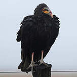 Urubu à tête jaune