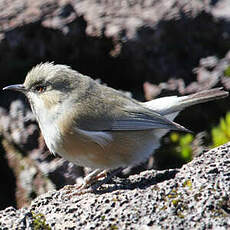 Zostérops des Mascareignes