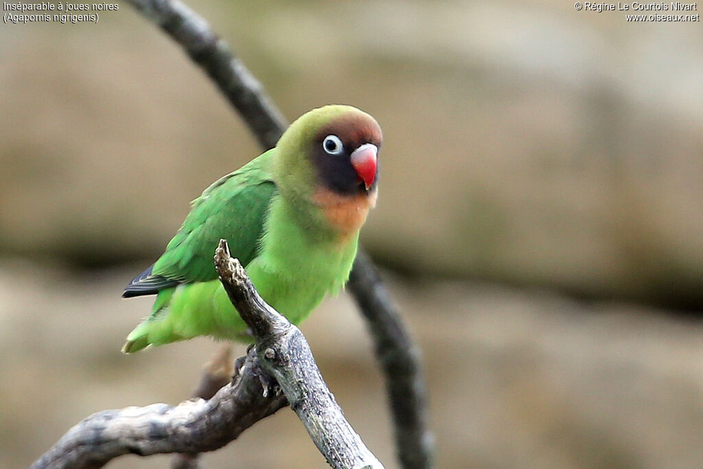 Black-cheeked Lovebird