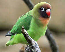 Black-cheeked Lovebird