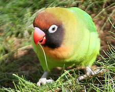 Black-cheeked Lovebird