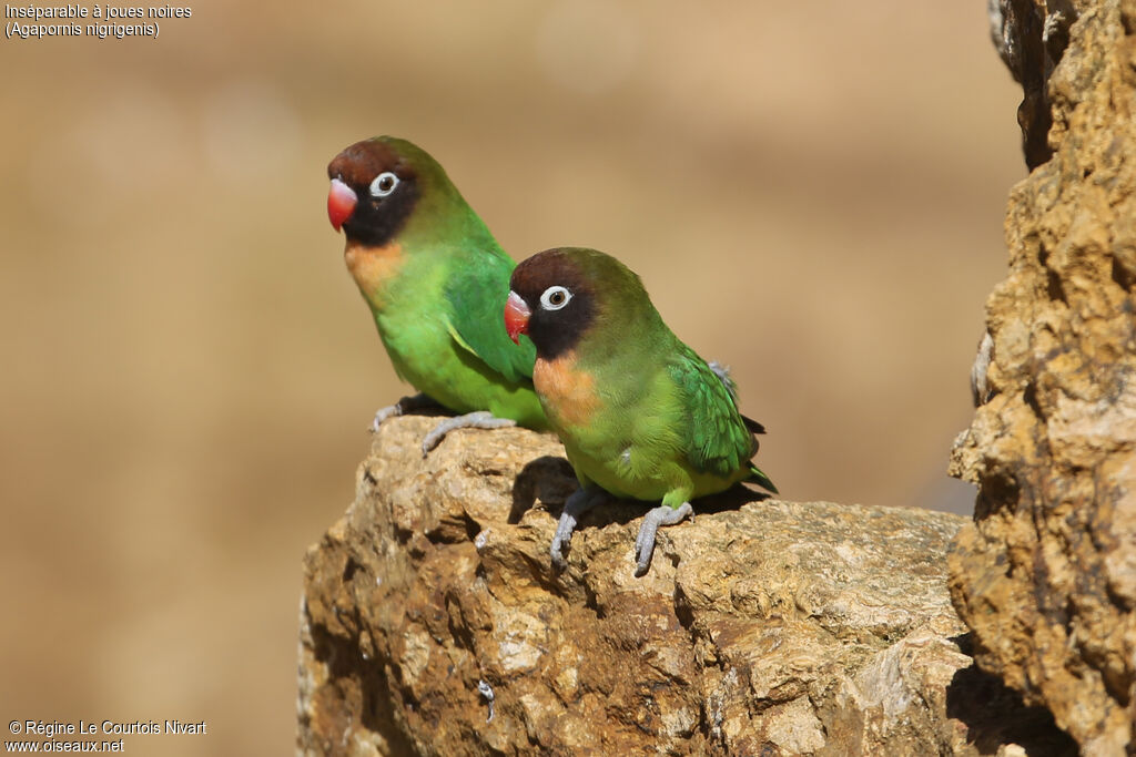 Black-cheeked Lovebird