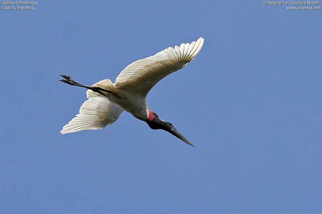 Jabiru d'Amérique