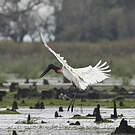 Jabiru d'Amérique