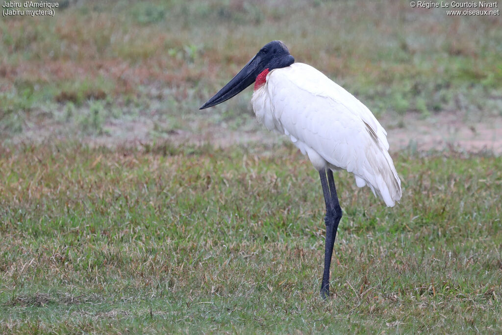 Jabiru d'Amérique