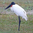 Jabiru d'Amérique