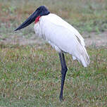 Jabiru d'Amérique