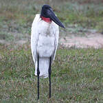 Jabiru d'Amérique