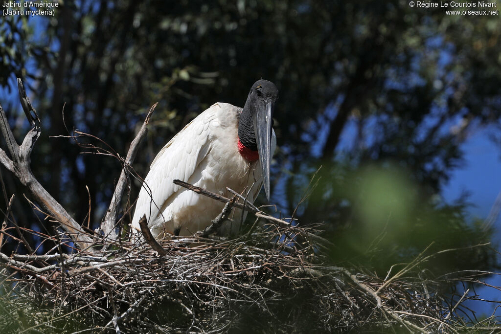 Jabiru d'Amérique