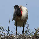 Jabiru d'Amérique