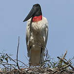 Jabiru d'Amérique