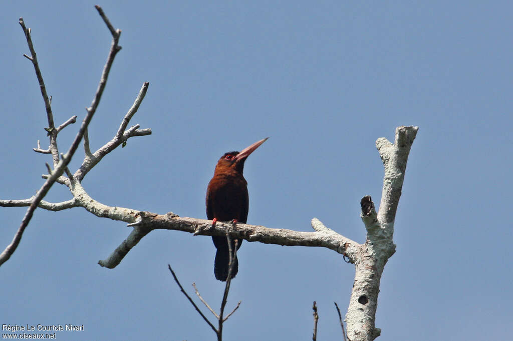 Purus Jacamaradult, habitat, pigmentation