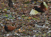 Jacana noir