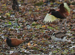 Jacana noir
