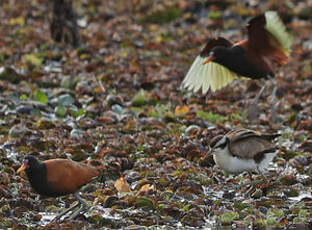 Jacana noir