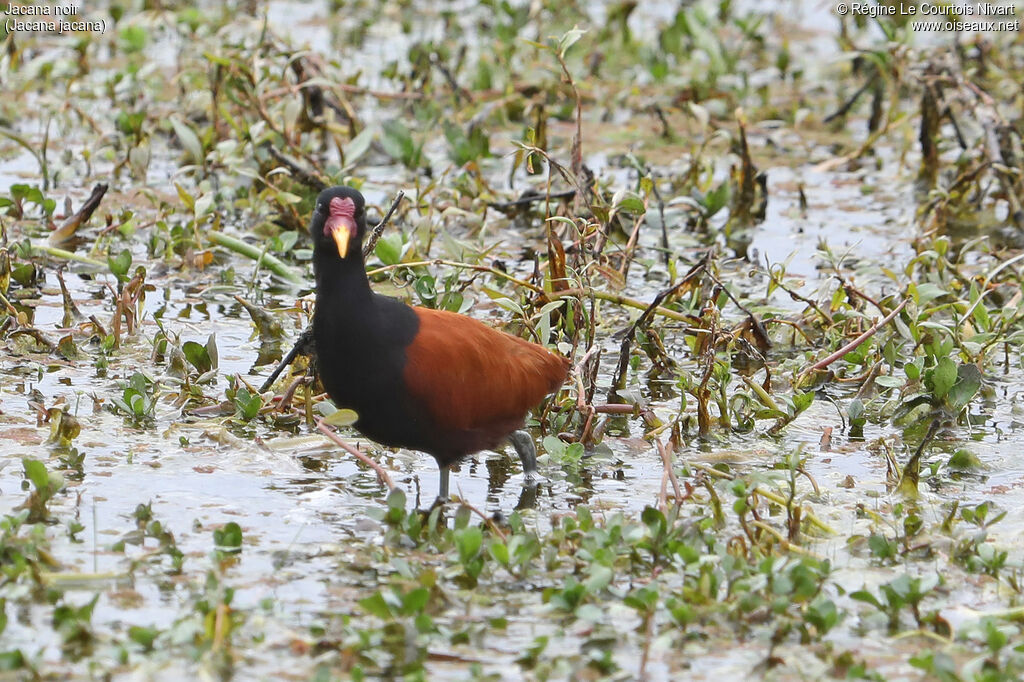 Wattled Jacana