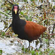 Jacana noir