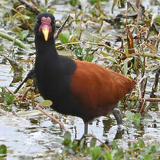 Jacana noir