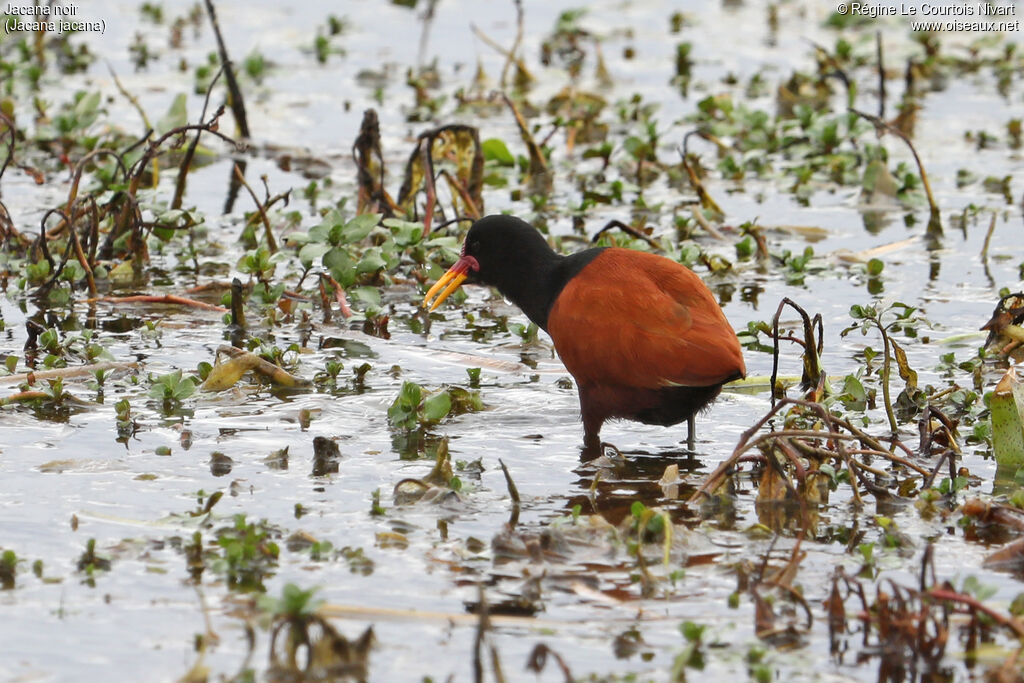 Jacana noir