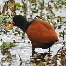 Jacana noir