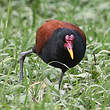 Jacana noir