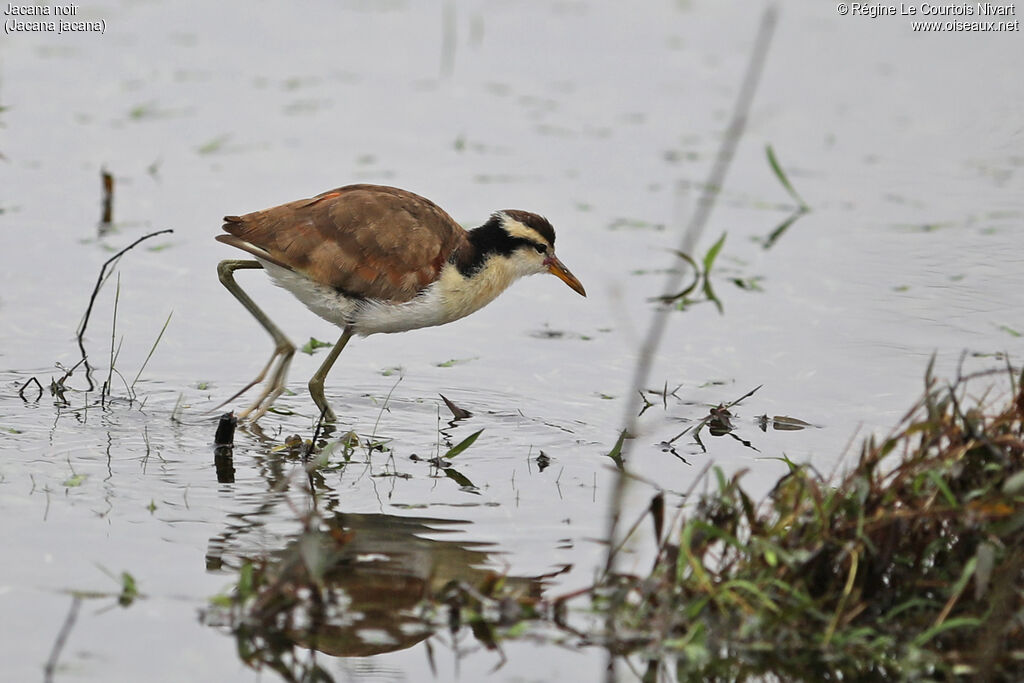 Jacana noir