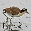 Jacana noir