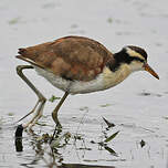 Jacana noir