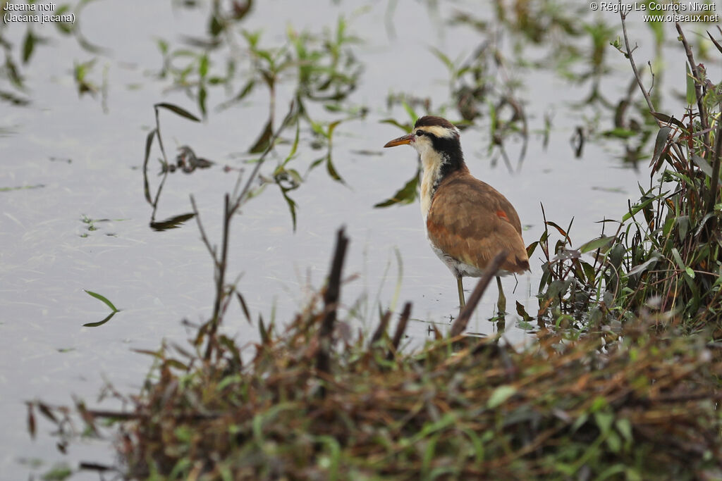 Jacana noir