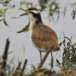 Jacana noir