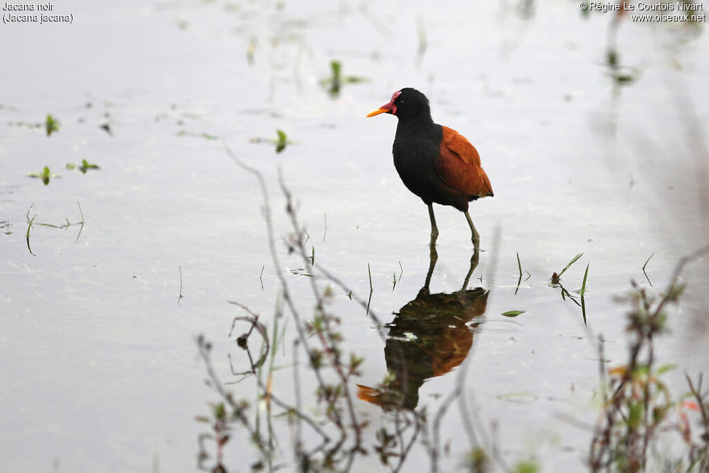 Jacana noir