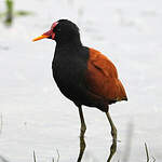 Jacana noir