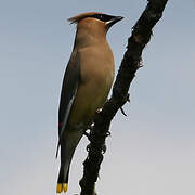 Cedar Waxwing