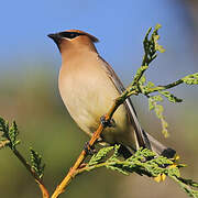 Cedar Waxwing