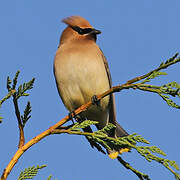 Cedar Waxwing