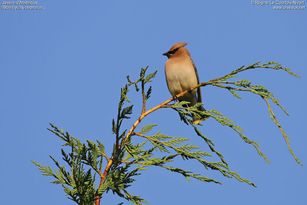 Cedar Waxwing