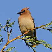 Cedar Waxwing