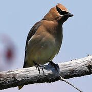 Cedar Waxwing