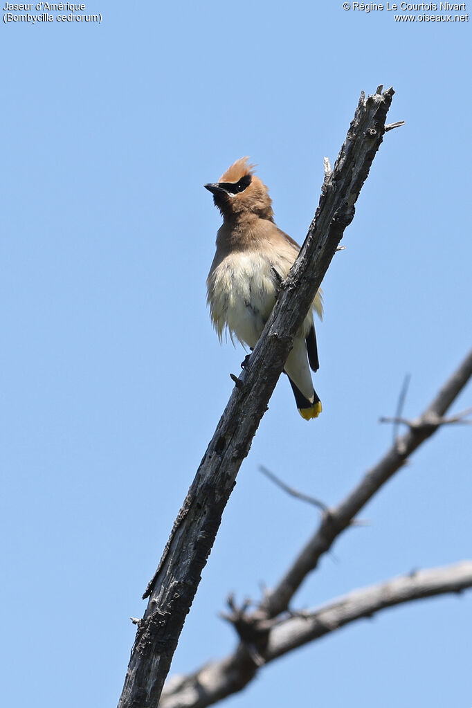 Cedar Waxwing